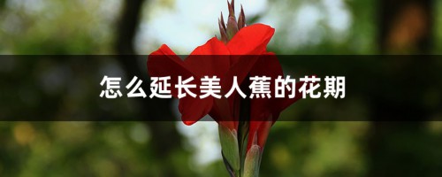 怎么延长美人蕉的花期