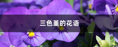 三色堇的花语