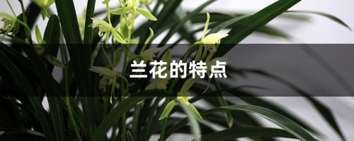 兰花的特点