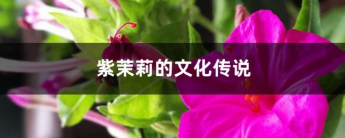 紫茉莉的文化传说