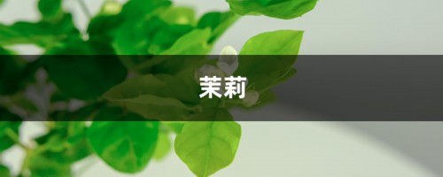 过期“零食”不要丢，随手扔盆里，茉莉“吃”了呼呼长