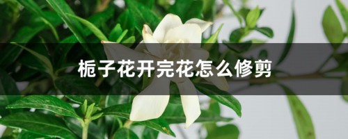 栀子花开完花怎么修剪