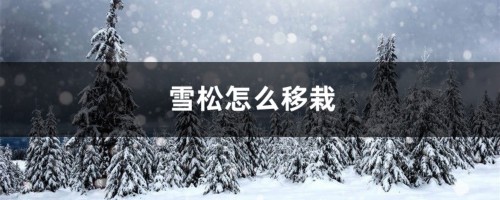 雪松怎么移栽