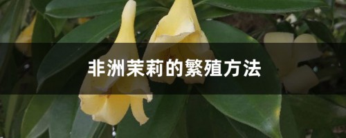 非洲茉莉繁殖方法